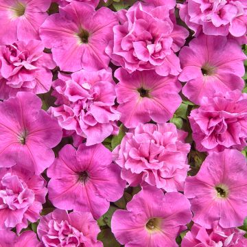 Petunia x Hybrida Chiffon Morn 