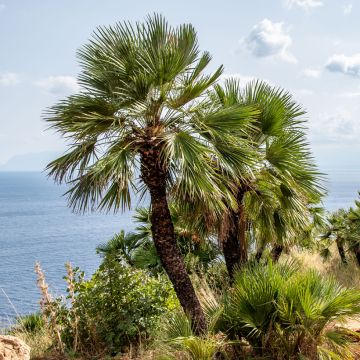 Phoenix canariensis - Palmier, Dattier des Canaries.