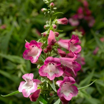 Graines de Penstemon Wedding Bells (hartwegii sensations) - Galane en mélange