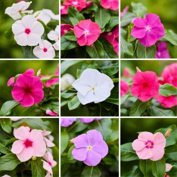 Pervenche de Madagascar Mediterranean XP mélange - Catharanthus roseus