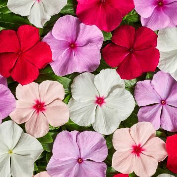 Pervenche de Madagascar Mediterranean XP mélange - Catharanthus roseus