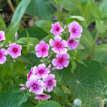 Graines de PHlox drummondii Sugar Stars - Phlox de Drummond
