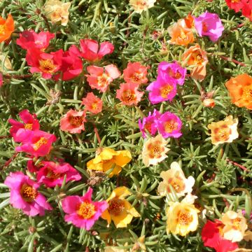 Graines de pourpier à grandes fleurs Single Ruby - Portulaca grandiflora