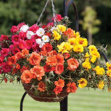 Portulaca Grandiflora Happy Hour Mixture