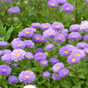Reine Marguerite Garden Hit Blue Tipped White