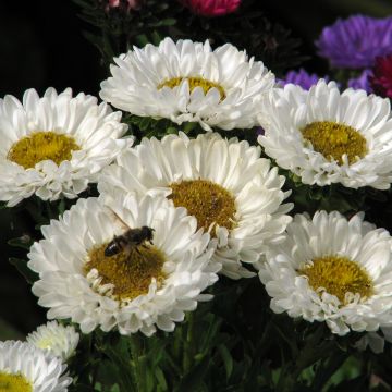 Reine Marguerite Garden Hit Blue Tipped White