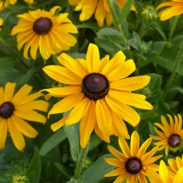 Graines de Rudbeckia Marmelade - Rudbeckia hirta 