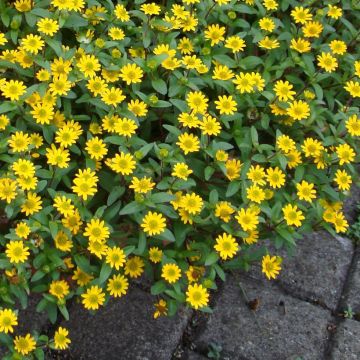 Sanvitalia Procumbens Orange Sprite 