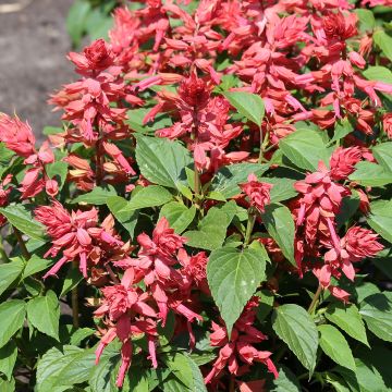 Salvia Splendens Red Arrows
