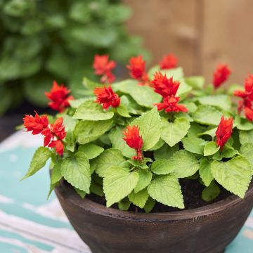 Salvia Splendens Red Arrows