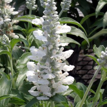 Salvia Farinacea Fairy Queen