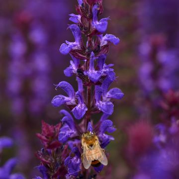 Salvia Horminum Claryssa Mixed 