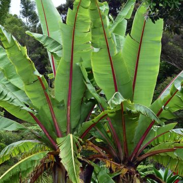Graines de Snow Banana - Banana Ensete glaucum - Bananier des neiges
