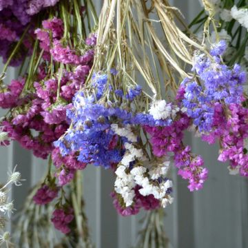 Limonium Sinuatum Forever Mixed