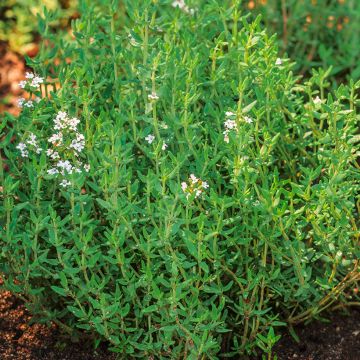 Thym D'Eté - Thymus vulgaris