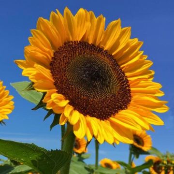 Tournesol Sunrich Orange F1 - Helianthus annuus