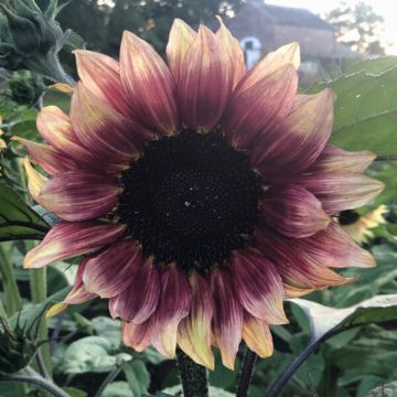Tournesol Sunrich Orange F1 - Helianthus annuus