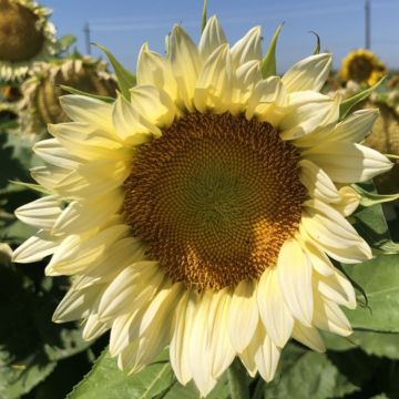 Tournesol Sunrich Orange F1 - Helianthus annuus