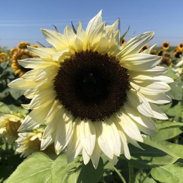 Tournesol Sunrich Orange F1 - Helianthus annuus