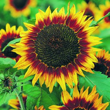 Graines de grand Tournesol Floristan - Helianthus annuus