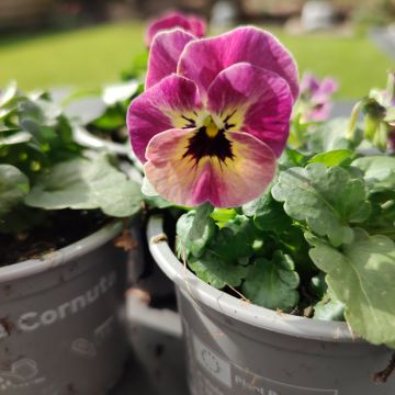 Violette cornue Admiration Viola cornuta