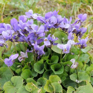 Graines de Viola Blacky noire (painted black)