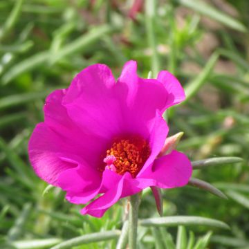 Graines de pourpier à grandes fleurs Single Ruby - Portulaca grandiflora
