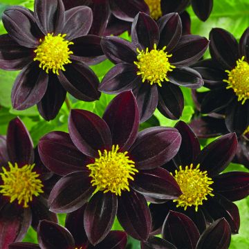Graines de Dahlia Black Beauty - Dahlia des Jardins Nain Simple noir.