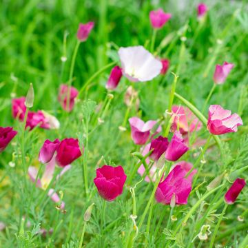 Graines de Pavot de Californie Red Chief - Eschscholzia californica