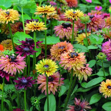 Graines de Rudbeckia Caramel mixed  en mélange.