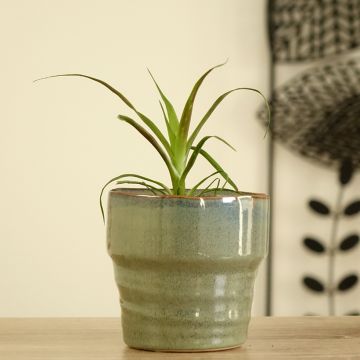 Guzmania Calypso
