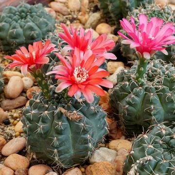 Cactus araignée - Gymnocalycium baldianum