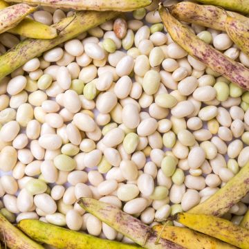 Haricot nain Lingot en grains frais ou secs Cannellino