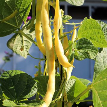 Haricot nain mangetout beurre Goussdor (Création Vilmorin) - Vilmorin