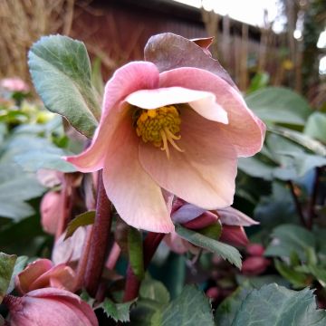 Hellebore x ericsmithii