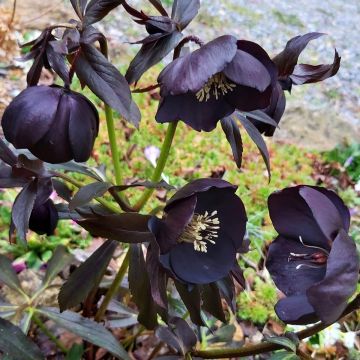 Hellebore d'orient Black Chocolate