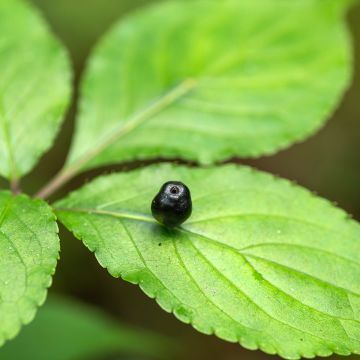 Helwingia chinensis - Helwingie de Chine