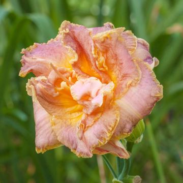 Hémérocalle Double Pink Peony - Lis d'un Jour