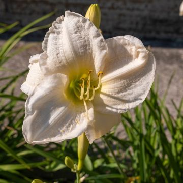 Hémérocalle Joan Senior - Hemerocallis Joan Senior