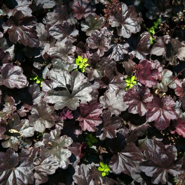 Heuchère - Heuchera Black Beauty