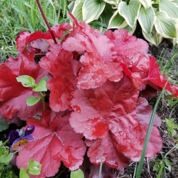 Heuchère - Heuchera Forever Red