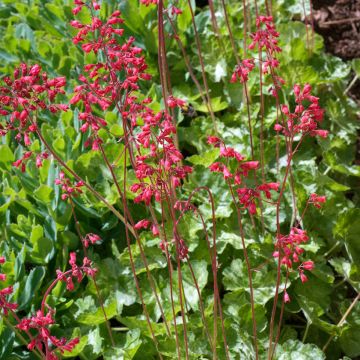 Heuchère - Heuchera Snow Storm