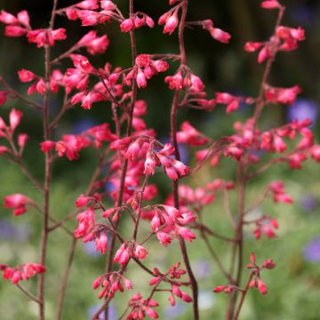 Heuchère - Heuchera Pluie de Feu