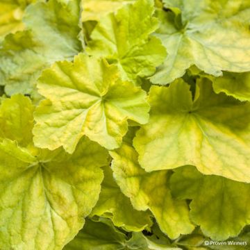 Heuchère - Heuchera Pretty Pistachio