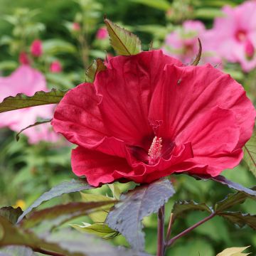 Hibiscus moscheutos Midnight Marvel - Hibiscus des marais