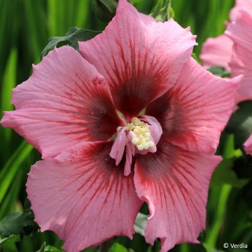 Hibiscus syriacus Oiseau Bleu - Althéa bleu
