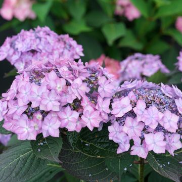 Hortensia 'Flair & Flavours' Sweet Cupcake