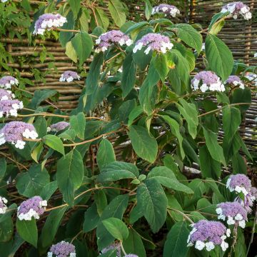 Hortensia - Hydrangea sargentiana