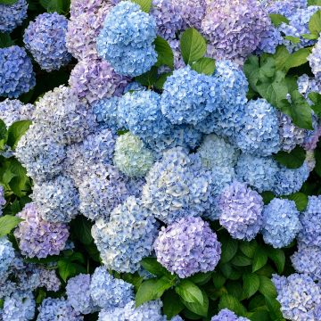 Hortensia - Hydrangea macrophylla Bodense