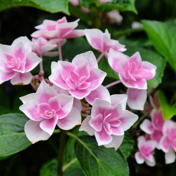 Hortensia - Hydrangea macrophylla Stargazer